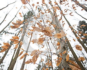 Autums leaves of birch. Still firm on the branch. Dry leaves. photo