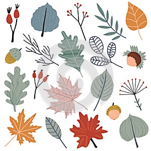 Autums vector collection of leaves, berries, plants and branches photo