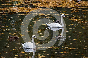 Autunm landscape with floating swans