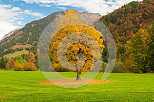 Autunm tree in a golf park