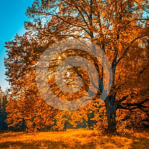 Autunm tree in the park, perfect fall scenery photo