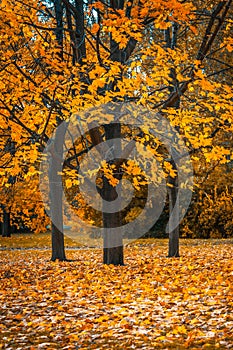 Autunm tree in the park, perfect fall scenery photo
