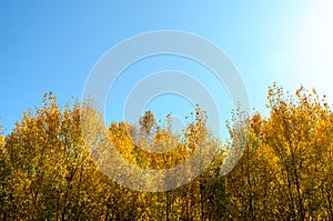 Autunm trees with blue sky for background