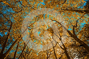 Autunm trees in the park, perfect fall scenery