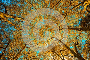 Autunm trees in the park, perfect fall scenery