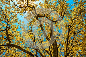 Autunm trees in the park, perfect fall scenery photo