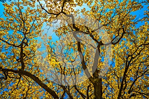 Autunm trees in the park, perfect fall scenery photo