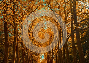 Autunm trees in the park, perfect fall scenery photo