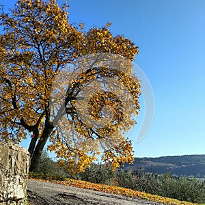 Autunno autumn italy Florence Borgosanlorenzo Italy tuscany vicchio tree