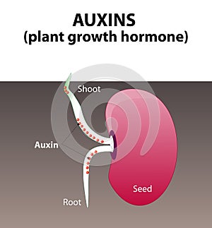 Auxins. plant hormone