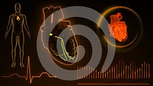 AV Node in the Heart with Human Body