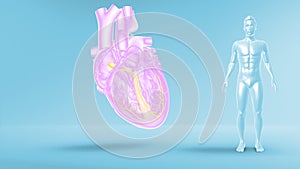 AV Node in the Heart with Human Body