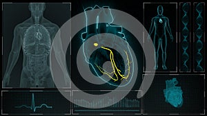 AV Node in the Heart with Human Body