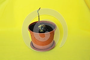 Avacado grows in a pot