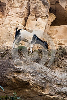 Avakas gorge in cyprus