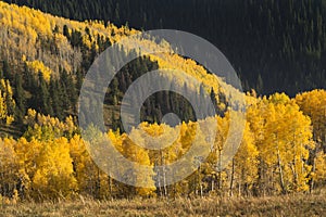 Avalanche of Colorful Autumn Golden Aspen Trees In