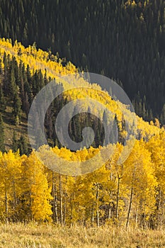 Avalanche of Colorful Autumn Golden Aspen Trees In