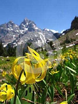 Avalanche Lily in Teton Range