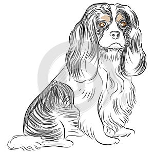 Avalier King Charles Spaniel Dog