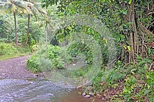 Avana stream Rarotonga Cook Islands
