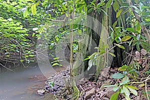 Avana stream Rarotonga Cook Islands