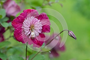 Avant Garde clematis flower