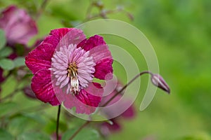 Avant Garde clematis flower