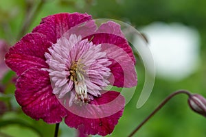 Avant Garde clematis flower