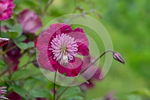 Avant Garde clematis flower