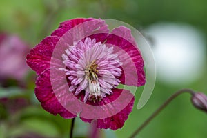 Avant Garde clematis flower