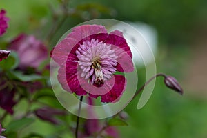 Avant Garde clematis flower