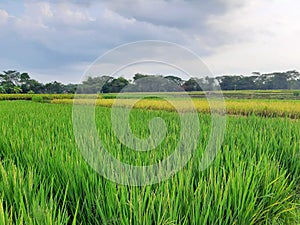 Avast expanse of rice fields during the day