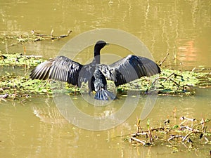 Cormorant negro asoleandose en el rio photo