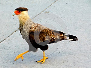 Carancho, characteristic bird of south america walking. photo