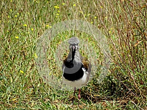 Bird called tero, tero-tero, leque, lapwing, caraway, pellar, queltehue, treile and triel photo