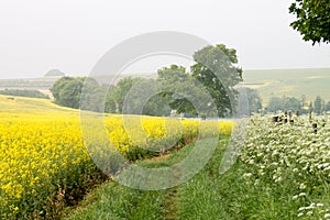 Avebury Wiltshire UK Fields