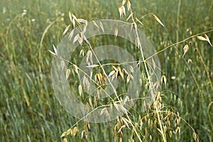 Avena sterilis in meadow
