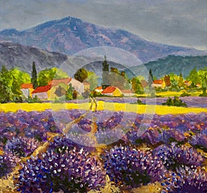 Avender landscape at summer sunset, lavender flowers are in bloom