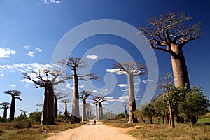 Avenida de Baobab photo