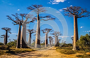 Avenida de Baobab