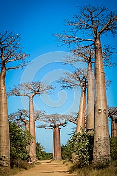 Avenida de Baobab photo