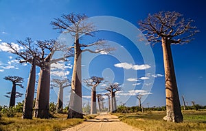 Avenida de Baobab photo