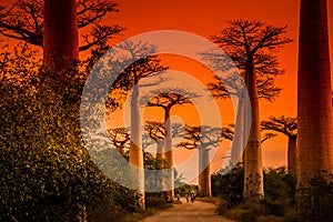 Avenida de Baobab at sunset photo