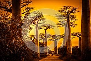 Avenida de Baobab at sunset photo