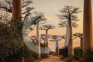 Avenida de Baobab at sunset photo