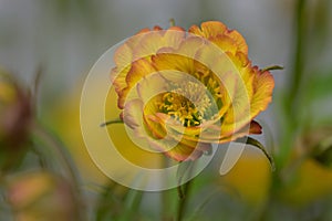 Avens Geum coccineum Nonna, semi-double orange-yellow flower
