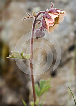 Avens in profile