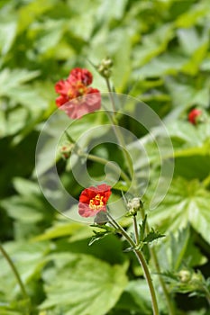 Avens Scarlet Tempest photo