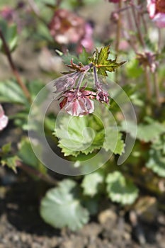 Avens Tempo Rose photo