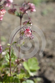 Avens Tempo Rose photo